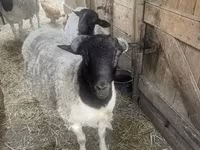 میش, Dorper sheep — عکس 1