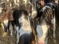 گاو و گوساله (گروه، جنسیت مشخص نشده), Russian Black pied cattle — عکس 6