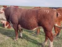 گاو ماده, Latvian Blue cattle — عکس 2