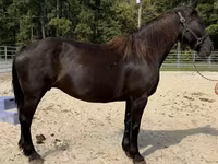 Kuda betina, Percheron — foto 2