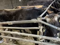 Vacă, Bovine — foto 2