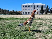 Chickens — foto 3