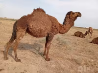 شتر ماده, شتر — عکس 2