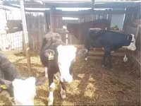 황소, Simmental cattle — 사진 4
