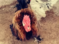 Chickens — foto 5