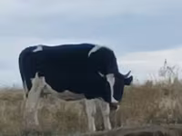 ላም, Russian Black pied cattle — ፎቶ 2