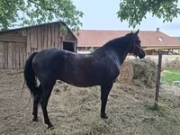 雌馬, Hungarian horse breed — 写真 1