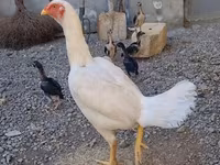 Chickens — عکس 2