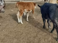 母牛, Cattle — 照片 2