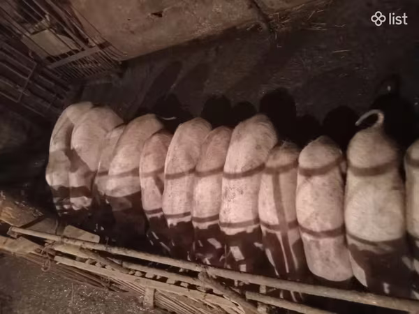 Sow, Pigs — Armenia