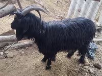 Cabra, Dagestan coarsewool goat — foto 1