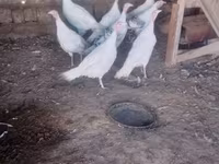 Turkeys — 2 зураг