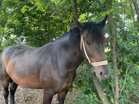 Sto, Hästar — foto 1