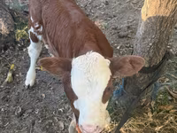 گاو ماده, Simmental cattle — عکس 3