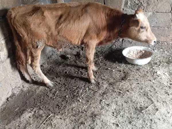 सांड, मवेशी