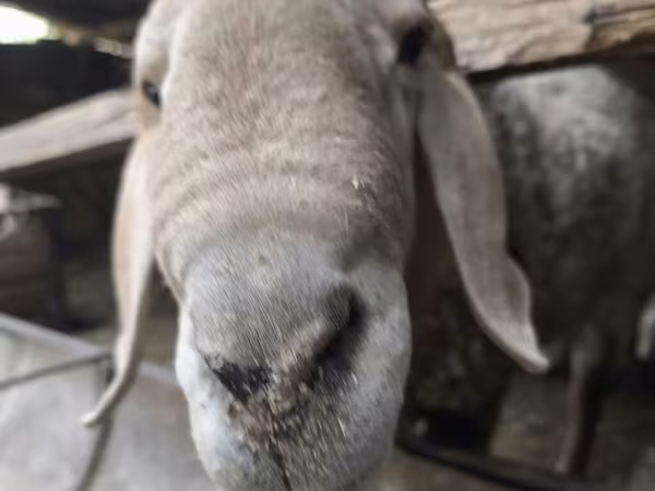 قوچ, Rhon sheep