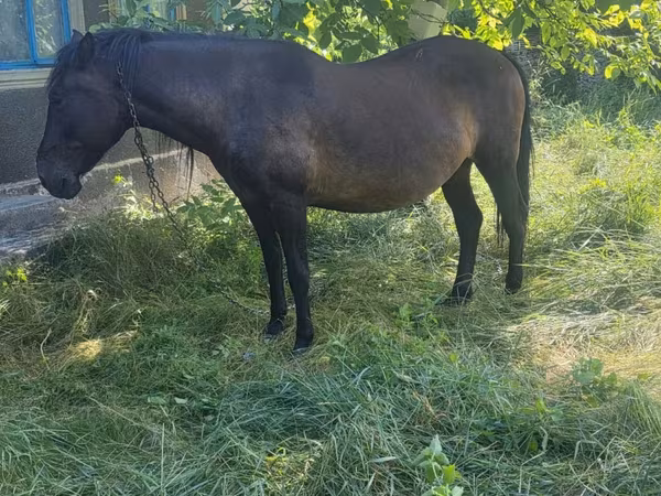 Mare, Horses — Moldova