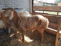 Beran, Arashan sheep — foto 1