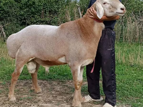 Bélier, Moutons