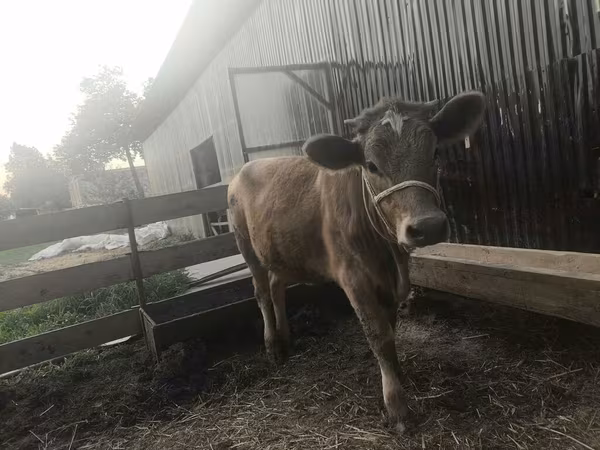 Vacă, Swiss cattle