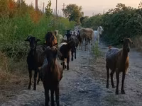 Ged, Damask goat — foto 2