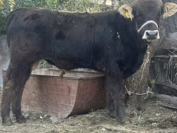 Bull, Aberdeen-Angus
