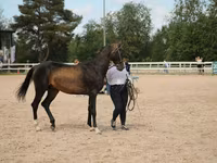 Cavalo, Akhal-Teke — foto 1