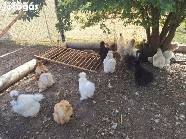 Chickens