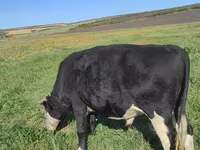 公牛, Russian Black pied cattle — 照片 1