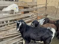 숫염소, Alpine goat — 사진 4