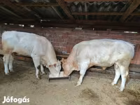 Bulle, Charolais cattle — Foto 1