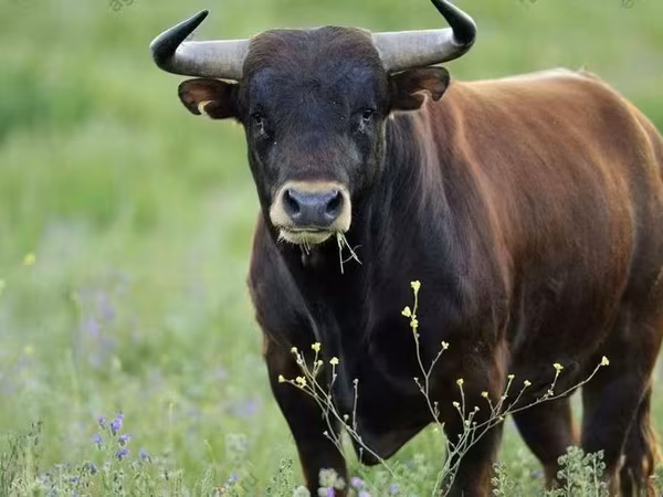 Toro, Ganado vacuno