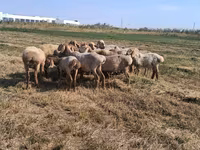 Ovce, Hissar sheep — foto 1