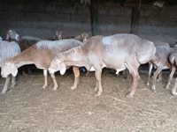 숫양, Arashan sheep — 사진 2