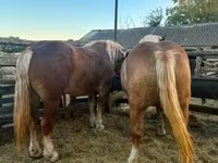 Φοράδα, Hungarian horse breed — φωτογραφία 7