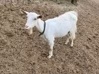 Goat, Saanen goat — photo 1