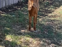 Kambing betina, Goats — foto 5