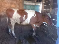 گاو ماده, Simmental cattle — عکس 2