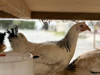 Chickens — تصویر 3