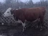 Krowa, Latvian Blue cattle — zdjęcie 4