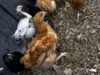 Chickens — Foto 1