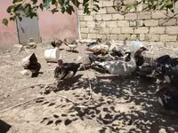 ڈومیسٹک مسکووی — تصویر 3