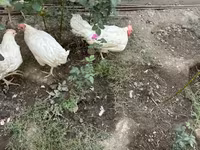 Chickens — foto 4