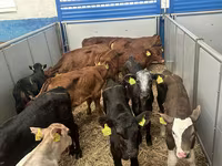 Skot (série, pohlaví neuvedeno), Russian Black pied cattle — foto 8