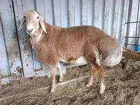 Vædder, Arashan sheep — foto 5