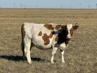암소, Simmental cattle — 사진 8
