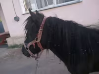 ม้าตัวเมีย, Shetland Pony — รูปภาพ 4
