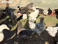جرزی جاینت — عکس 1
