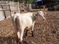 Үнээ, Charolais cattle — 5 зураг