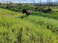 Cavalo, American shetland pony — foto 5